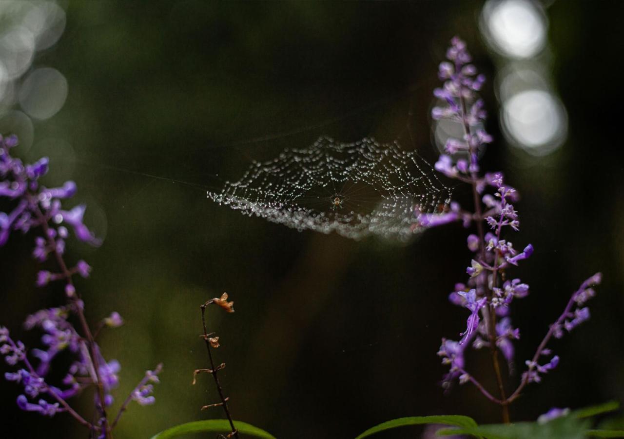 Away With The Fairies Nature Lodge And Backpackers Hogsback Exterior foto